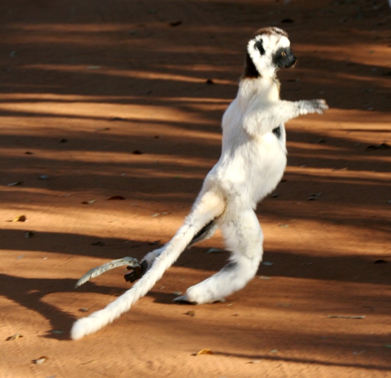 lemur